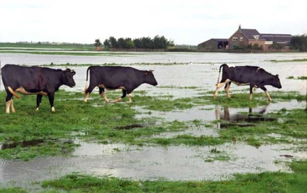 Koeien lopen in het weiland door het water